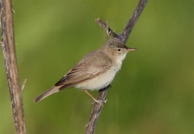 Ollivaceous Warbler  (Eastern)