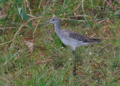 Greater Yellowlegs