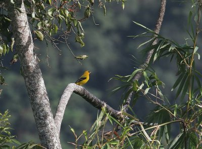 Yellow Orioel