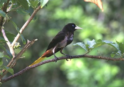 Birds of Trinidad & Tobago
