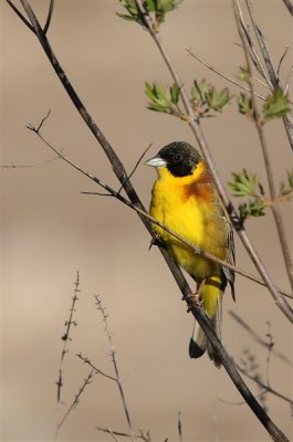 Black-headed Bunting