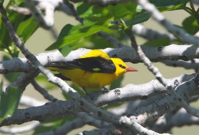 Golden Oriole