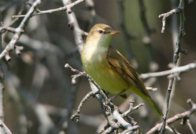 Great Reed Warbler