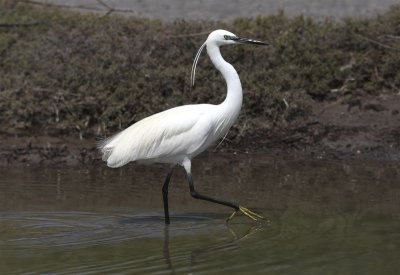 Little Egret