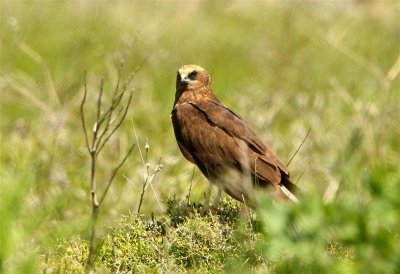 Marsh Harrier