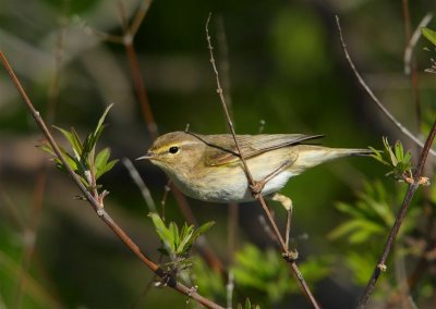 Willow Warbler