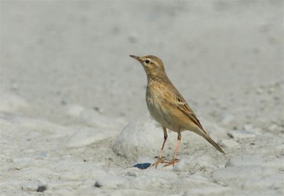 Tawny Pipit