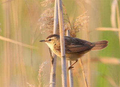 Sedge Warbler