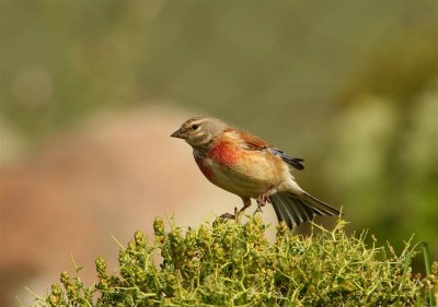 Linnet