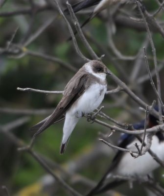 Sand Martin