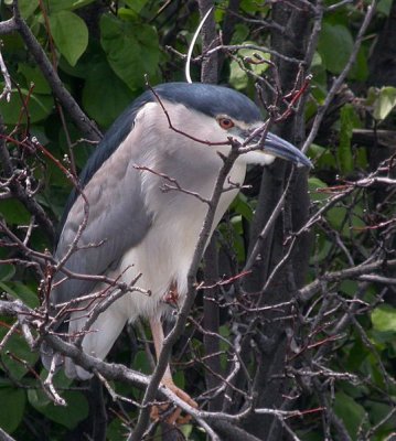 Black-crowned Night Heron