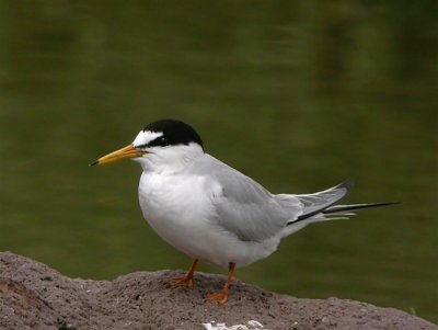 Little Tern