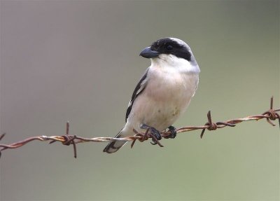 Lesser Grey Shrike