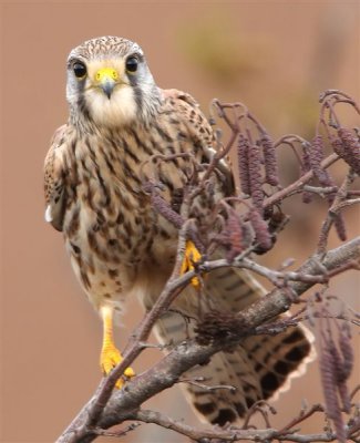 Kestrel  Scotland