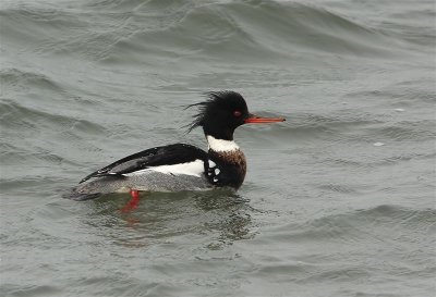 Red-breasted Merganser