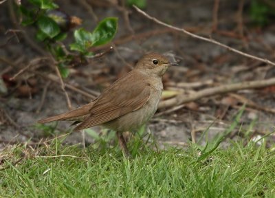 Thrush Nightingale