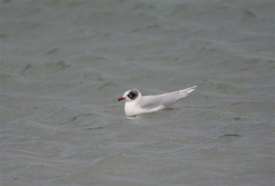 Medteranian Gull