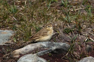 Tawny Pipit