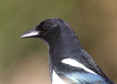 Magpie