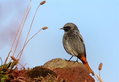 Black Redstart