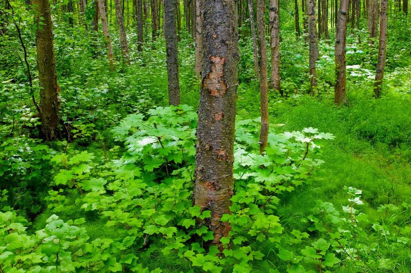 20070706_Alaska-ZP-011-a