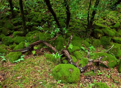 12282009-Sonoma-31