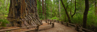 Big Basin Panorama-1