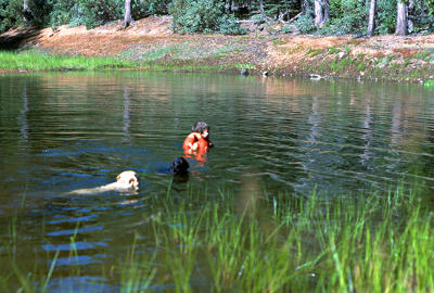 1980 Swimming with the dog