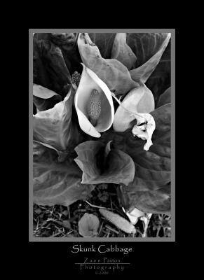 Skunk Cabbage B&W