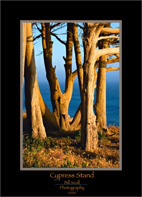 Cypress Path