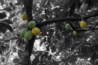 Cacao Tree-3-Colored Fruit