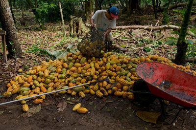 Picking Cacao-4