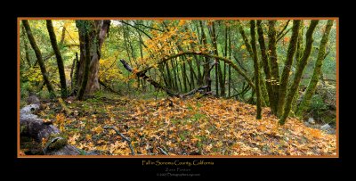Fall in Sonoma Panorama