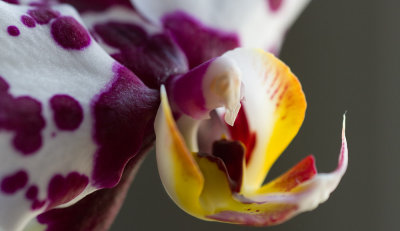 Phalaenopsis II