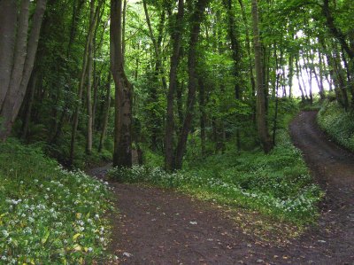 Trail to St.Ninian's Cave