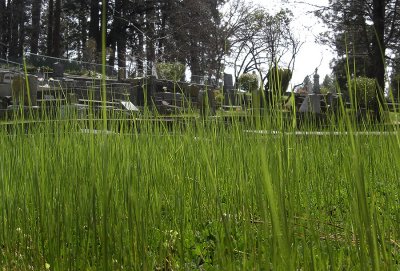 NC Cemetery