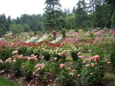 Rose Garden 1.JPG