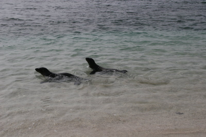 sealions