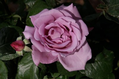 lovely colour rose