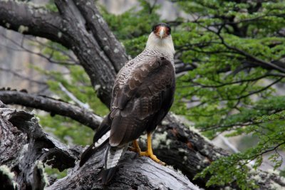 carancho bird (type of a vulture)