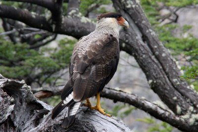 carancho bird