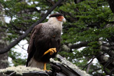 carancho bird