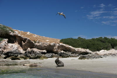 seal and pelican on Seal Island