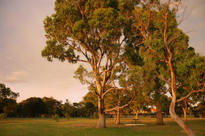 gum trees at sunset