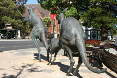 kangaroos in downtown Perth
