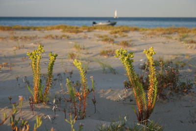 Quindalup beach