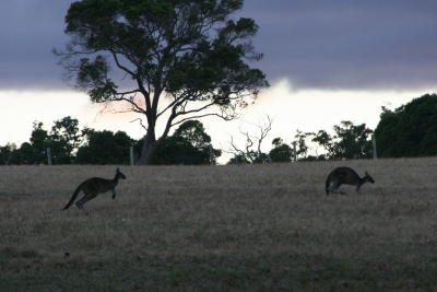 kangaroos come out at dusk