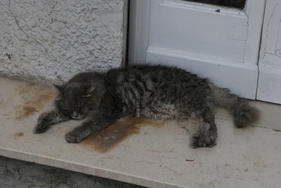 cat is hot