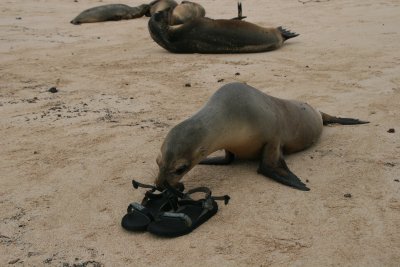 sealion is curious