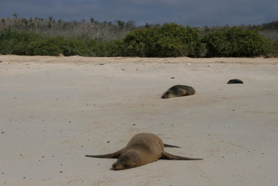 sealions on Santa Fe